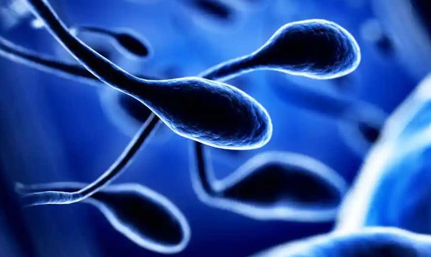 sperm quality
